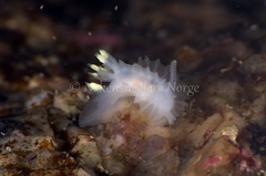 Lophodoris danielsseni