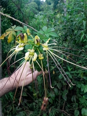Cleome anomala