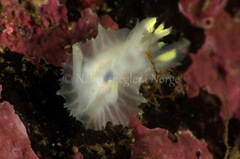 Lophodoris danielsseni