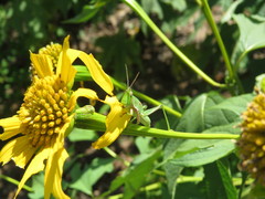 Pyrgomorphidae