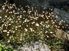 Epilobium gracilipes