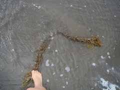 Carpophyllum plumosum