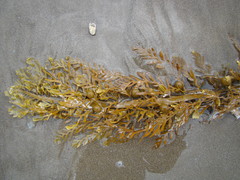 Carpophyllum plumosum