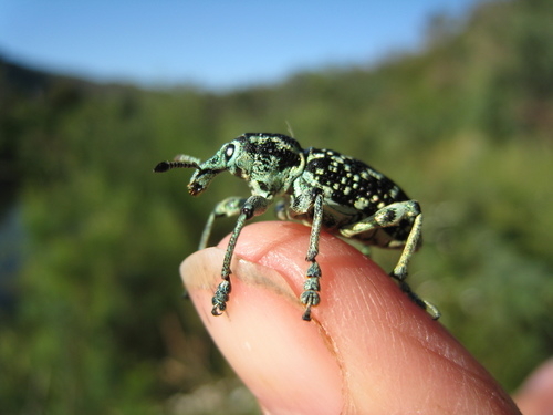Botany Bay Diamond Weevil photo 3