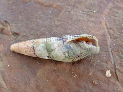 Isara glabra