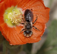 Calliopsis subalpina