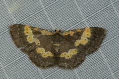 Peratophyga flavomaculata