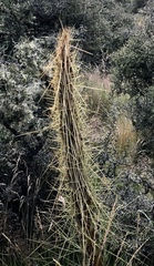 Aciphylla subflabellata