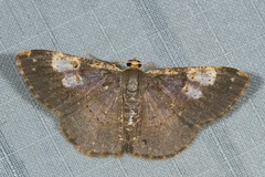 Peratophyga venetia