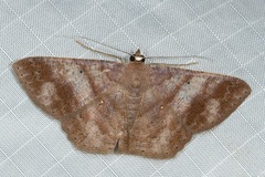 Petelia medardaria