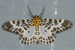 Pogonopygia nigralbata