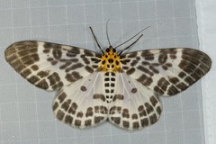 Pogonopygia nigralbata