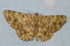 Racotis boarmiaria