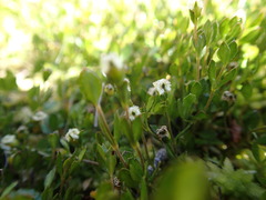 Gonocarpus micranthus