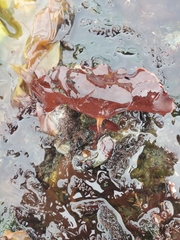 Constantinea rosa-marina