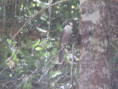 Perisoreus canadensis image