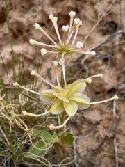 Tripterocalyx carneus