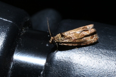 Olethreutes sericoranum