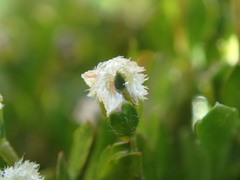 Gonocarpus micranthus