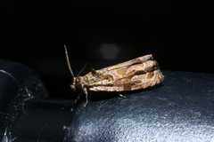 Olethreutes sericoranum