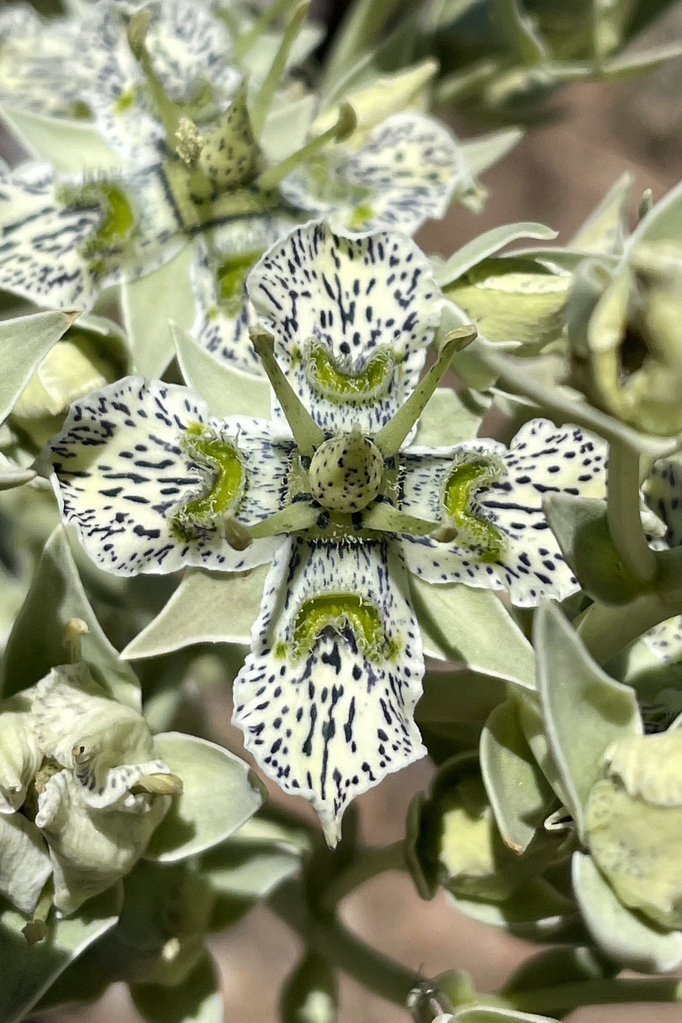Frasera parryi