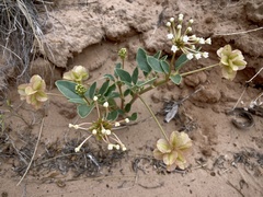 Tripterocalyx carneus