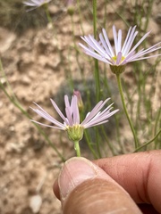 Erigeron utahensis