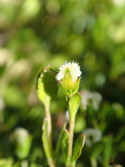 Gonocarpus micranthus