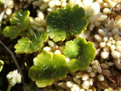 Hydrocotyle microphylla