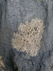 Caloplaca litoricola