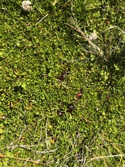 Coprosma atropurpurea