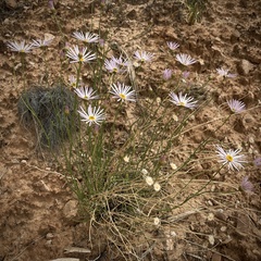 Erigeron utahensis
