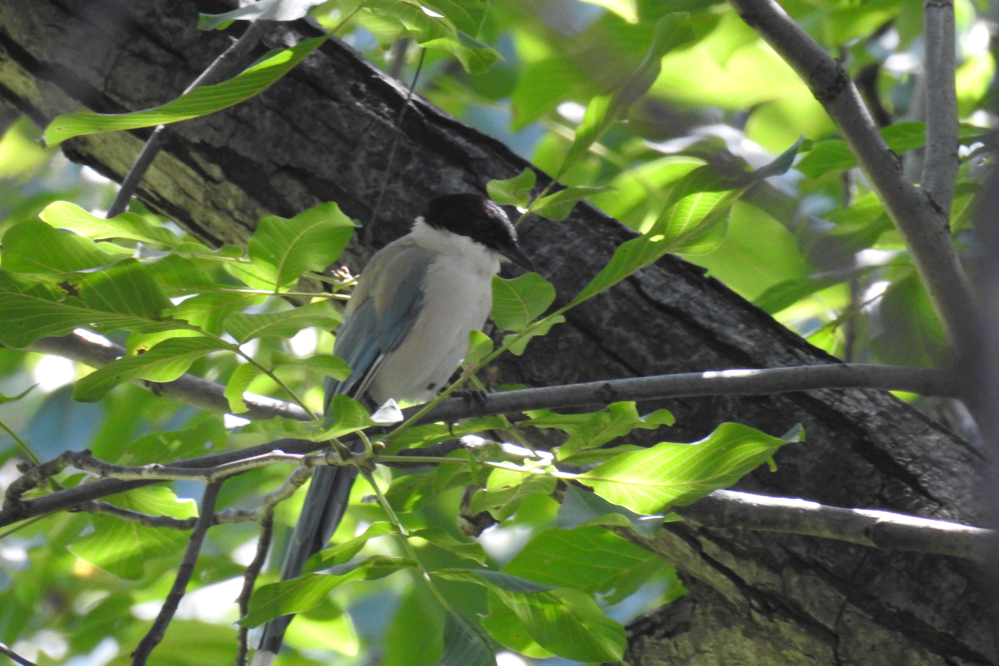 Azure-winged Magpie