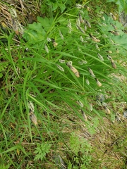 Carex macrochaeta