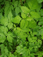 Osmorhiza purpurea