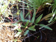 Plantago unibracteata