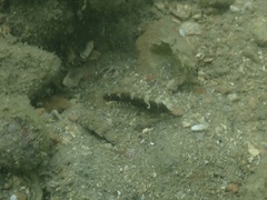 Cryptocentrus maudae