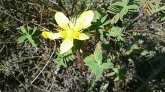 Hypericum revolutum