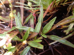 Plantago unibracteata
