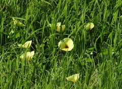 Hydrocleys nymphoides