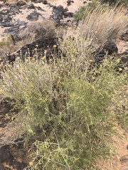 Pleurocoronis pluriseta