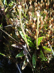 Plantago unibracteata