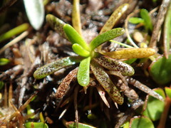 Abrotanella caespitosa