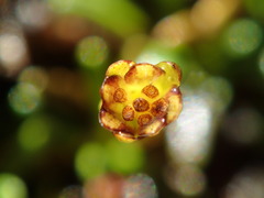 Abrotanella caespitosa