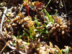 Abrotanella caespitosa