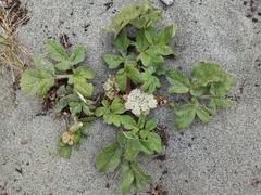 Glehnia littoralis leiocarpa