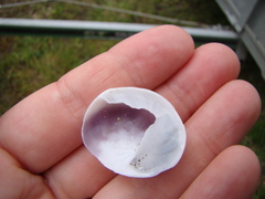 Sigapatella novaezelandiae