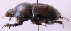 Geotrupes spiniger