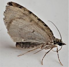 Hydriomena transfigurata