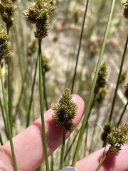 Carex subfusca